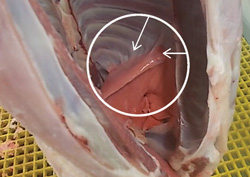 Photo of a sheep carcase with arrows pointing to evidence of pleurisy on the ribs.