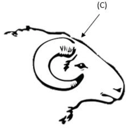 Diagram showing the position the bullet needs to go through the horned sheep's head to humanely kill as described in the text to follow