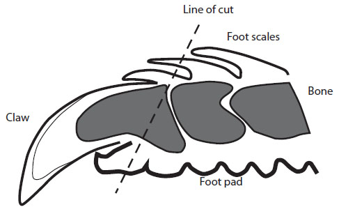 Diagram showing diagonal line of cut across the emu's toe to declaw as described in previous text