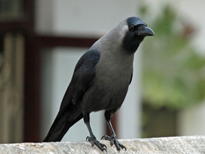 Black and grey crow