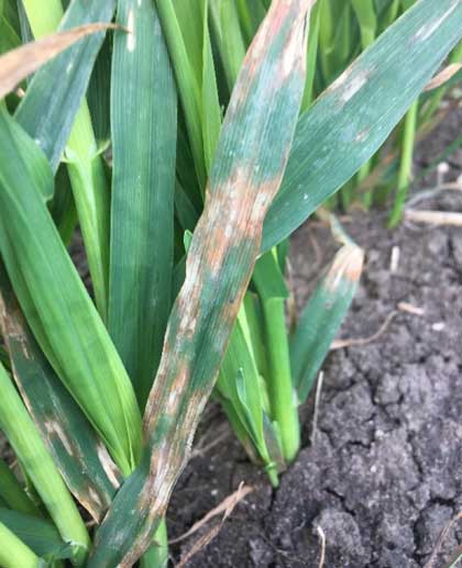 Long green oat leaves with small, pale blue coloured lesions with a red/red-brown edge