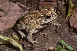 Toad with bumpy mottled brown and cream skin sitting on the leafy ground