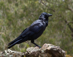 Black crow standing on rock, trees in background