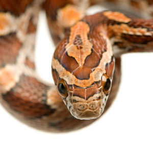 Close up of snake's head with triangular copper markings