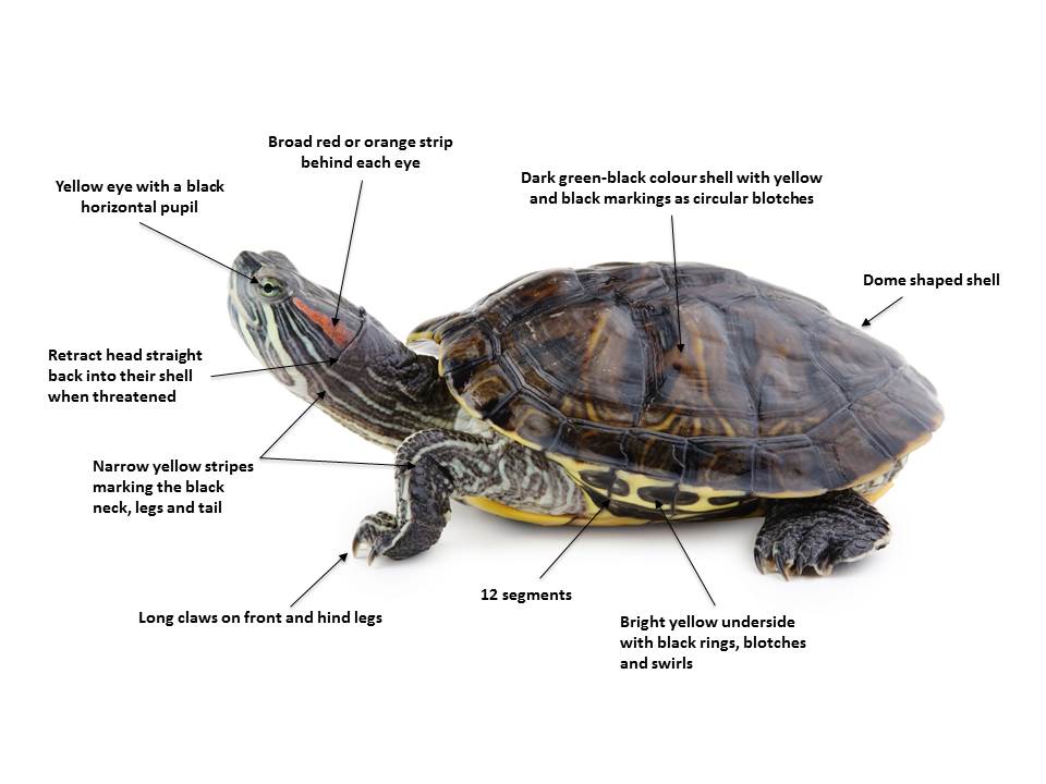 Diagram showing key features of red-eared slider turtle, described in text to follow
