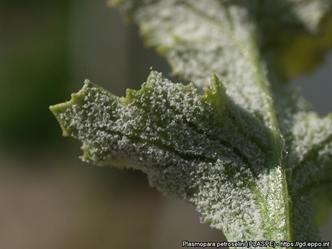 Grey mould showing on parsley leaves