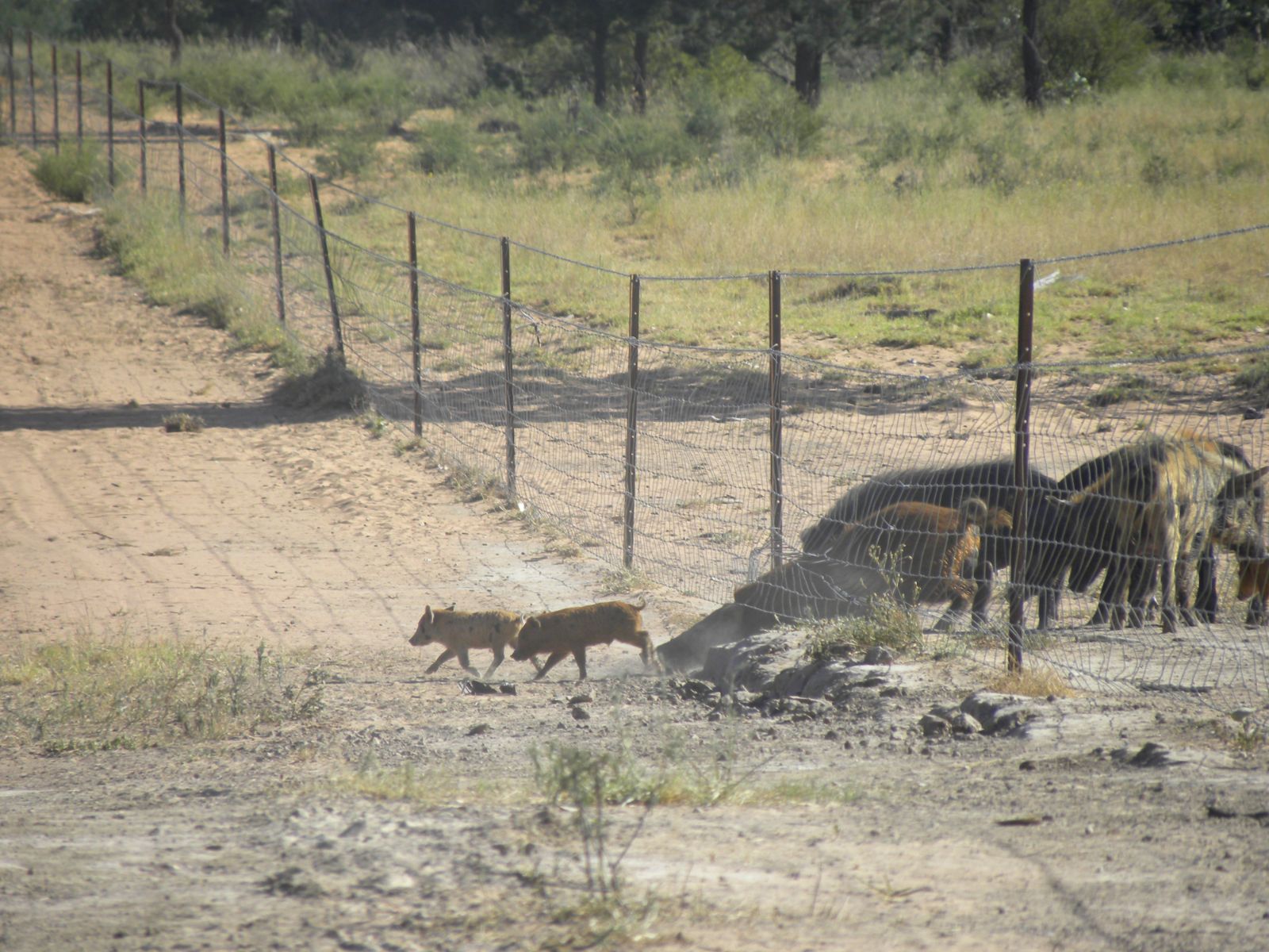 Feral pigs pushing under a wire fence.