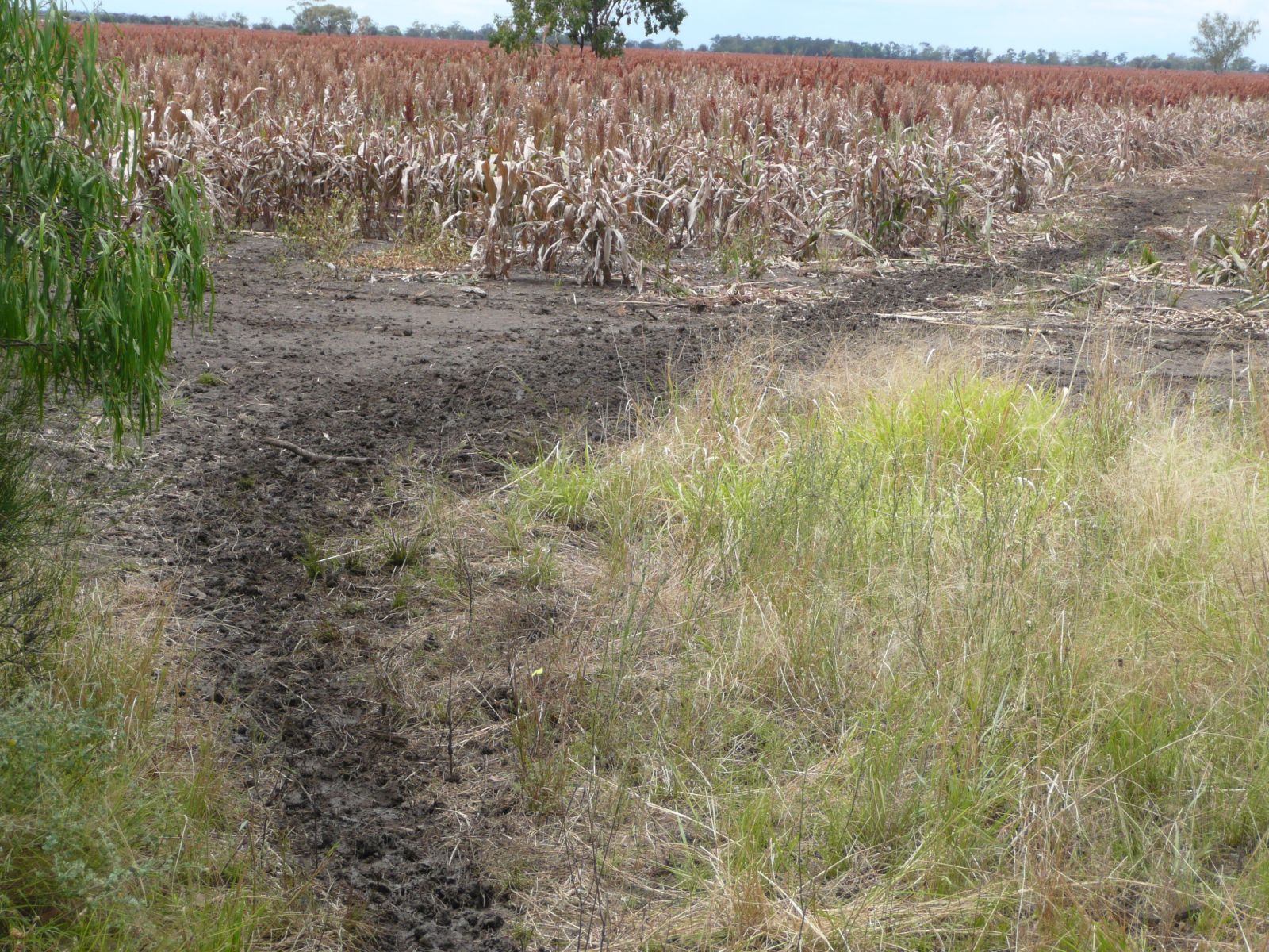 Muddy path through the centre of a crop field.
