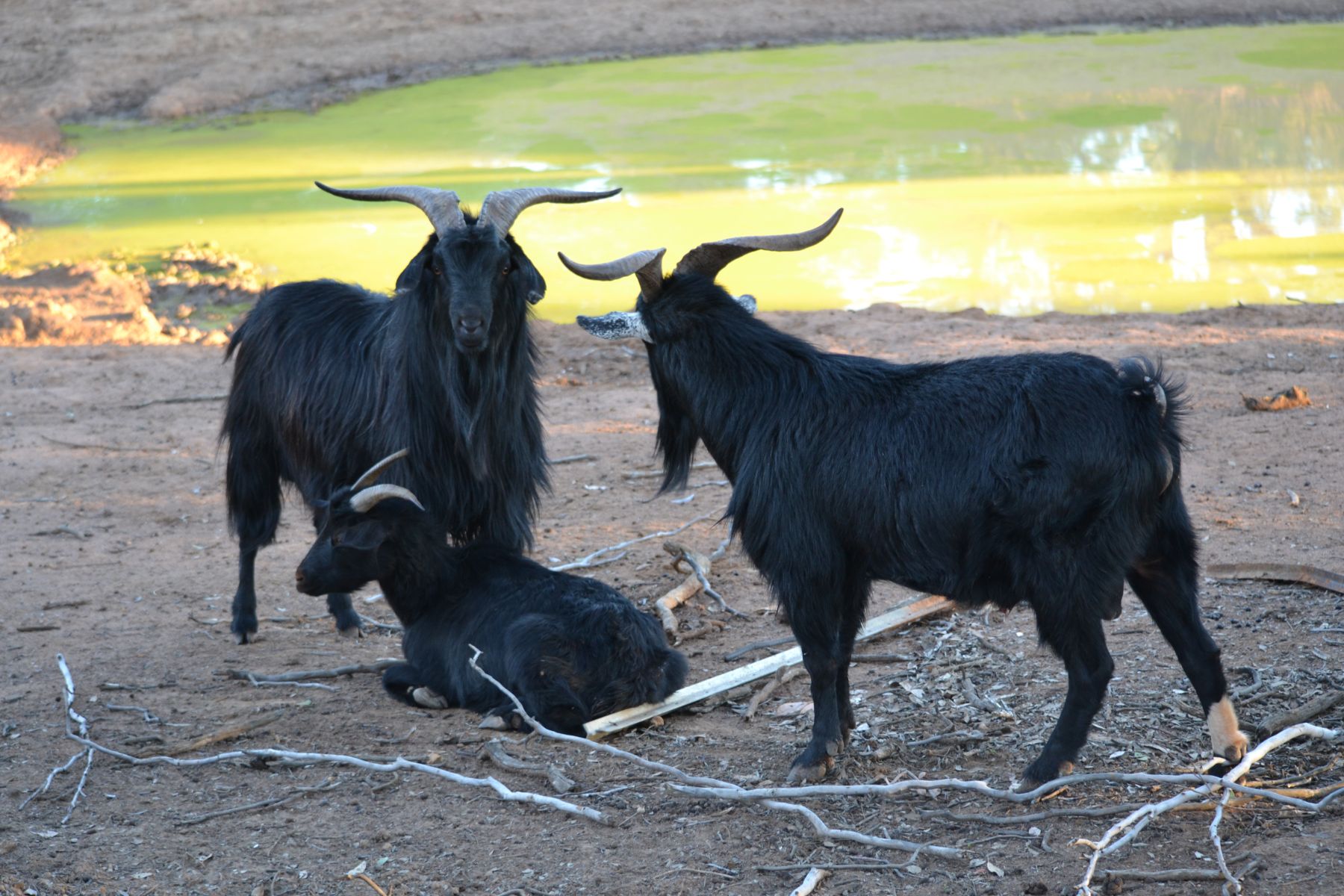 Three black goats stand on the banks of a green, polluted waterway
