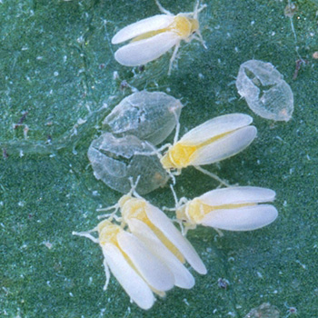 Small white insects, slightly waxy wings and yellow bodies