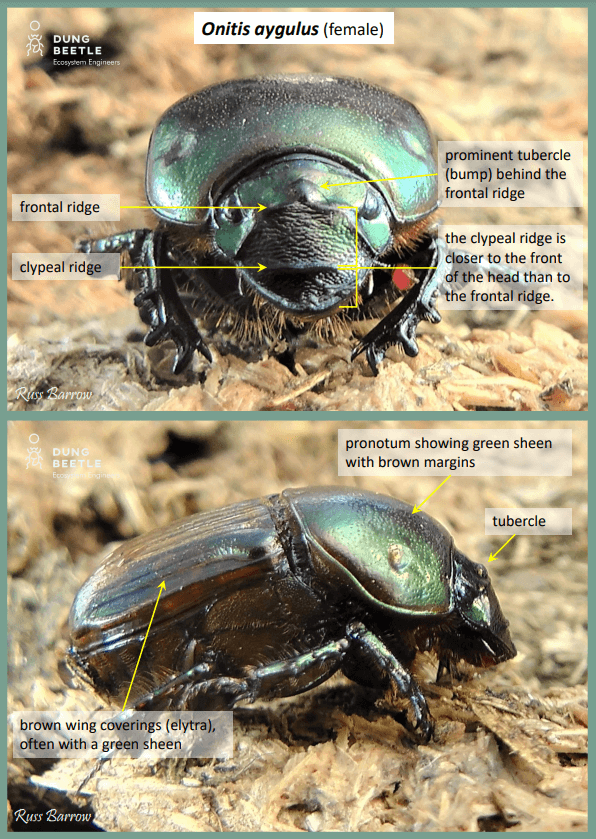 Front on and profile photo of a greenish copper dung beetle. Labels read: Onitis aygulus (female) Frontal ridge Clypeal ridge prominent tubercle (bump) behind the frontal ridge the clypeal ridge is closer to the front of the head than to the frontal ridge. pronotum showing green sheen with brown margins brown wing coverings (elytra), often with a green sheen tubercle