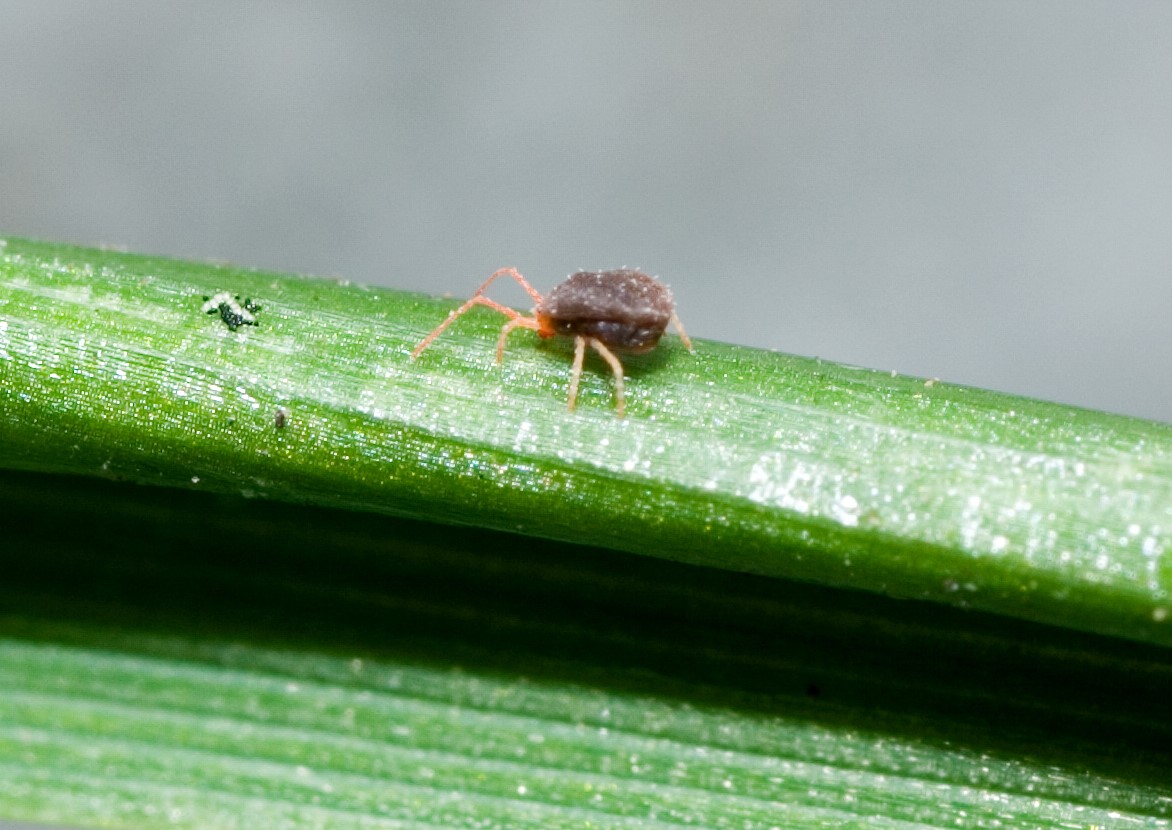 Photo of adult Bryobia mite on green stem.