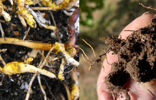 Right: Galls (also known as nodosities) on roots of vines attacked by phylloxera. Left: Healthy grapevine roots. 