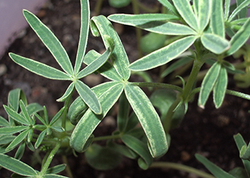 Photo of lupin plant showing areas of bleaching and white spots caused by Balaustium mite damage. 
