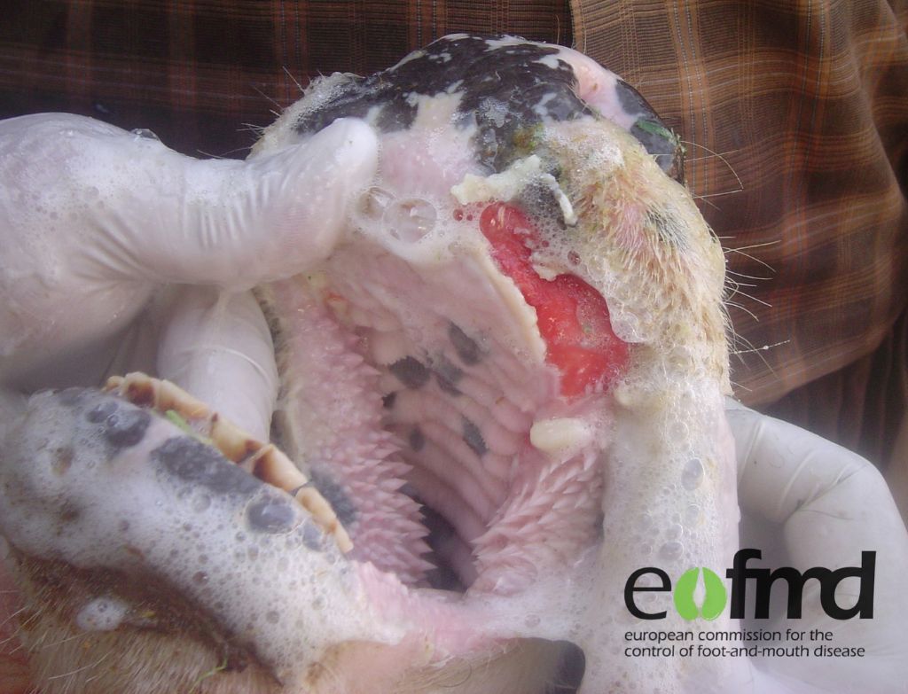 Large red ruptured blister on the gum of the upper jaw of a cow
