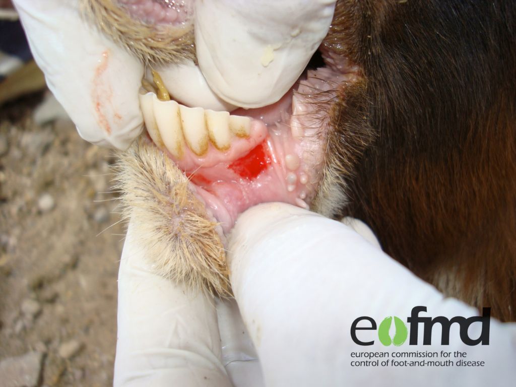 Early lesion on goat’s lower jaw showing as a small red square on the gum