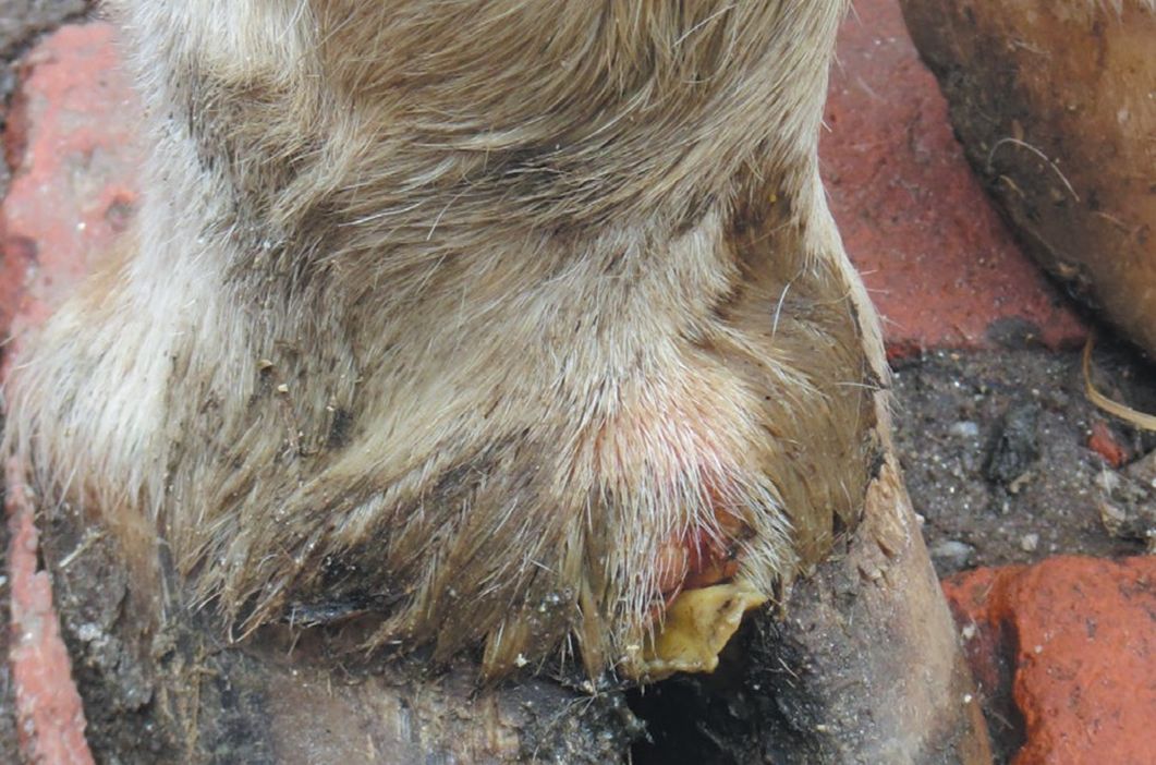 Freshly ruptured foot blister of a cow showing as a red sore with whitish tags of tissue