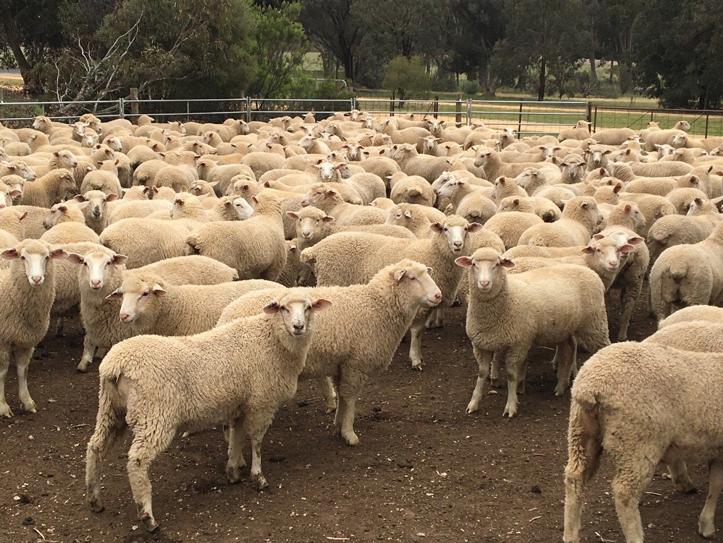 Weaned and unweaned lambs at Farm 4 prior to sale