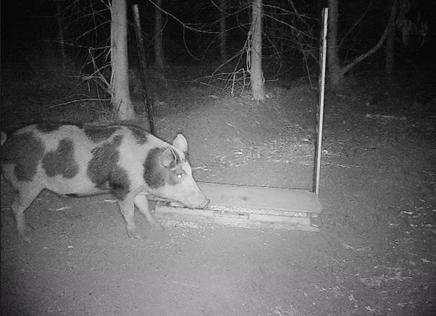 Feral pig at HOGGONE bait station