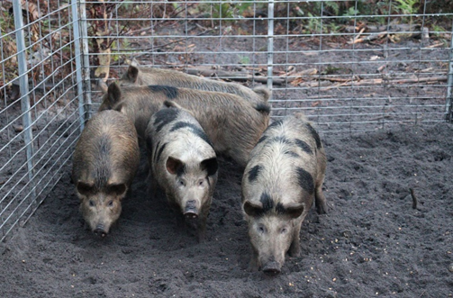 Feral pigs caught in a panel trap