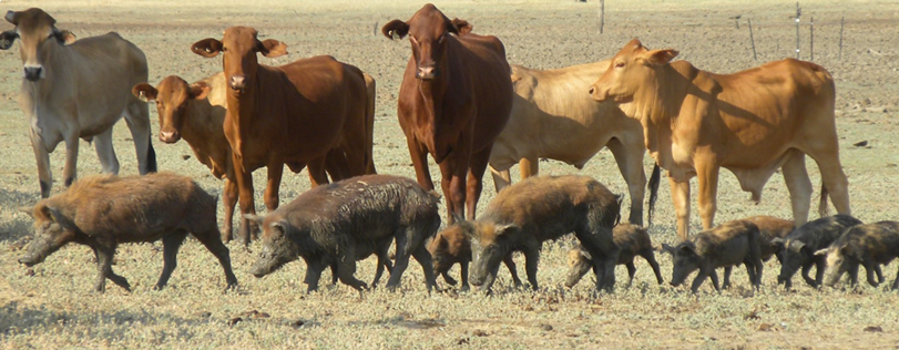 Feral pigs mixing with livestock.