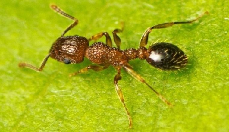 Close up image of pennant ants.