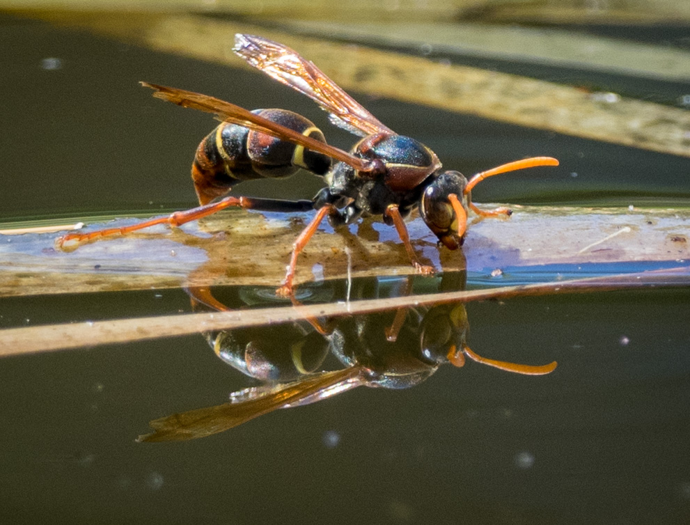 Close up photo of adult Australian paper wasp resting on plant material floating on water. 