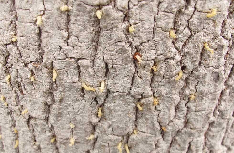 Tree trunk with thin tubules of frass (noodles) protruding from holes.