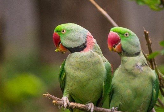 A couple of Alexandrine Parakeet birds on a branch.