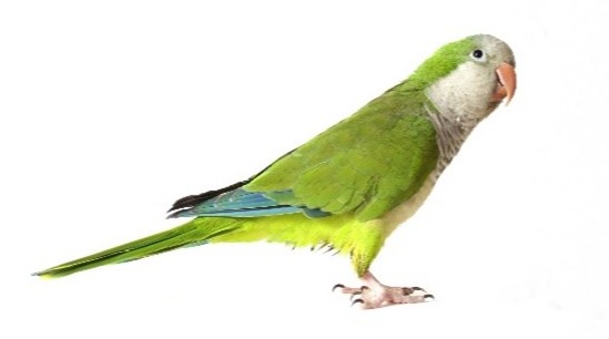 Monk Parakeet 