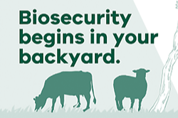 Illustration showing two cows and the heading in green 'Biosecuirty begins in your backyard'.