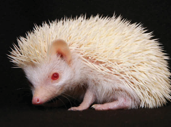 A white African pygmy hedgehogs with red eyes.