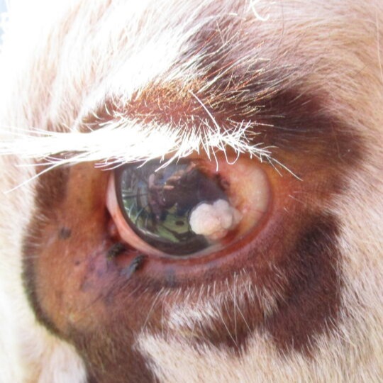 Close up of a cow’s eye with a small cancer near the iris. The cow has light-coloured hair around the eye and white eyelashes.