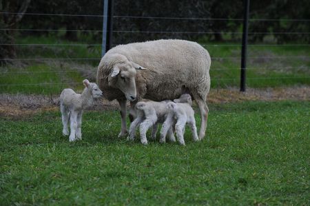 A ewe nursing a pair of lambs.