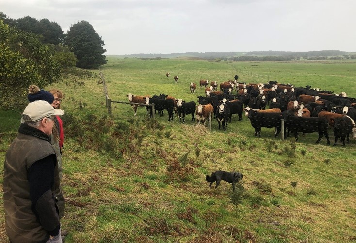 Jenny and Paul O’Sullivan inspecting their stock out in the field.