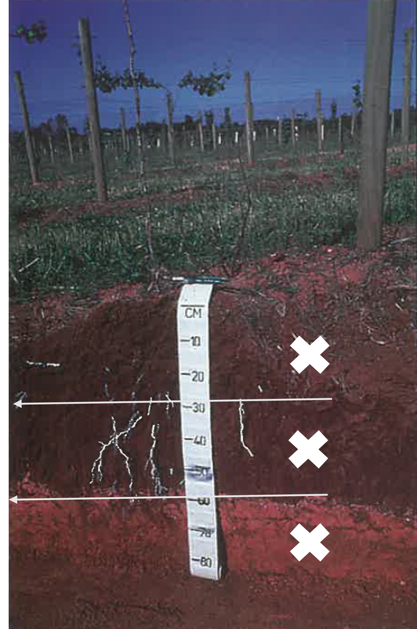 Tape measure showing the layers in a side view of the soil root zone, with layer boundaries at 30 cm and 60 cm.