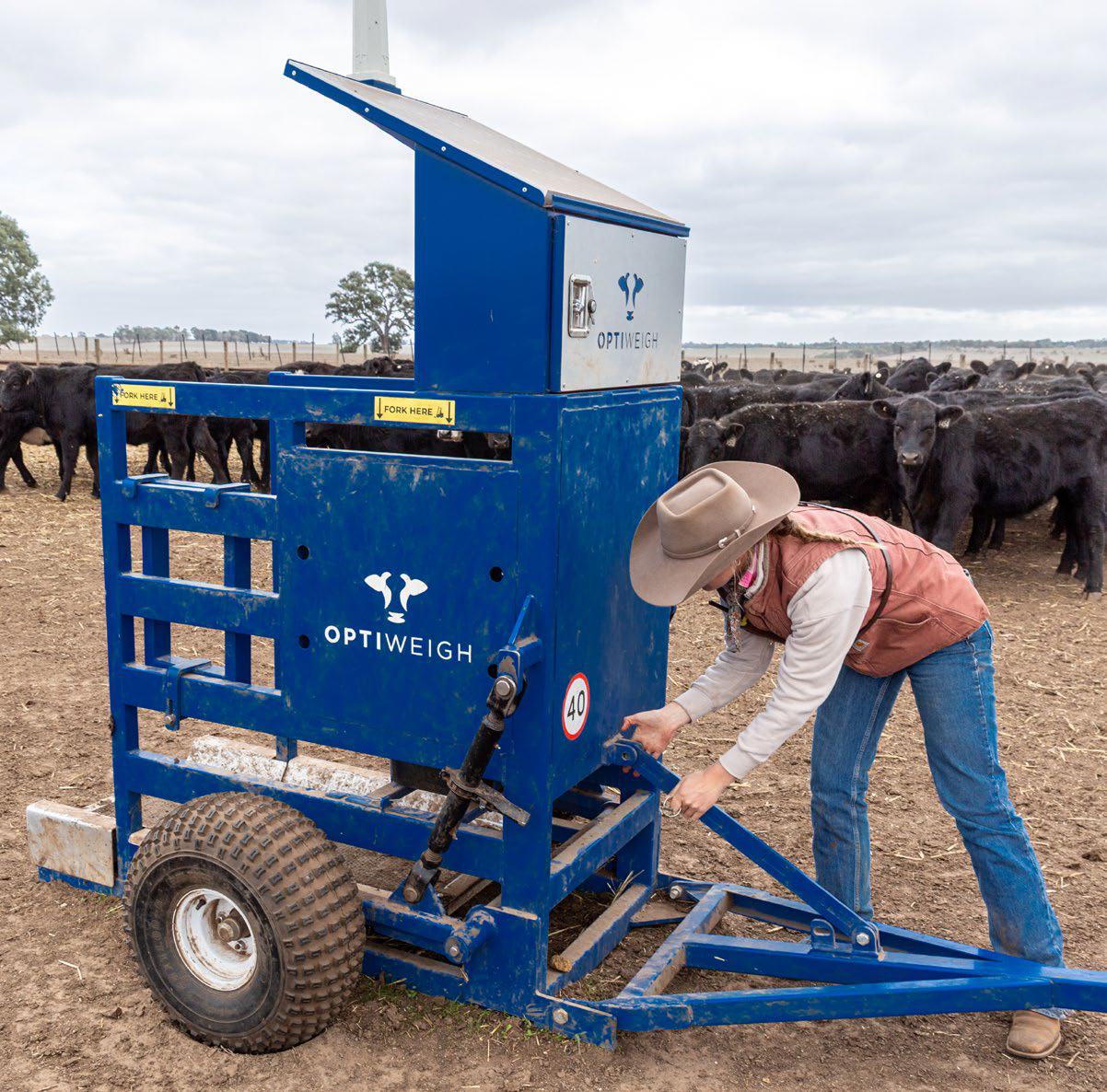 Optiweigh in-paddock weighing system Farmer setting up the optiweigh equipment in paddock, with cattle in background.