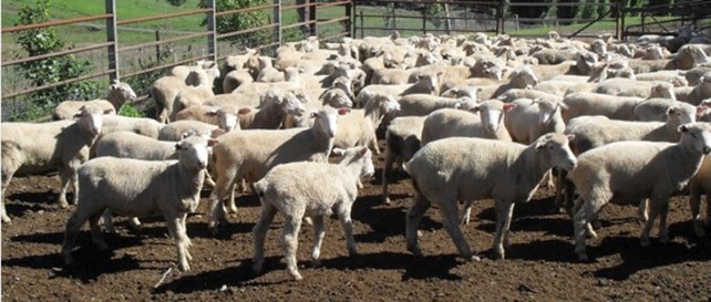 A mob of lambs showing evidence of ryegrass staggers &ndash; as base-wide stance. 