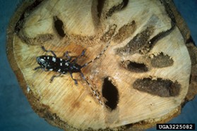 A cut tree stump showing dark tunnels inside the wood. A black beetle with white markings is visible on the surface, highlighting damage caused by insects.
