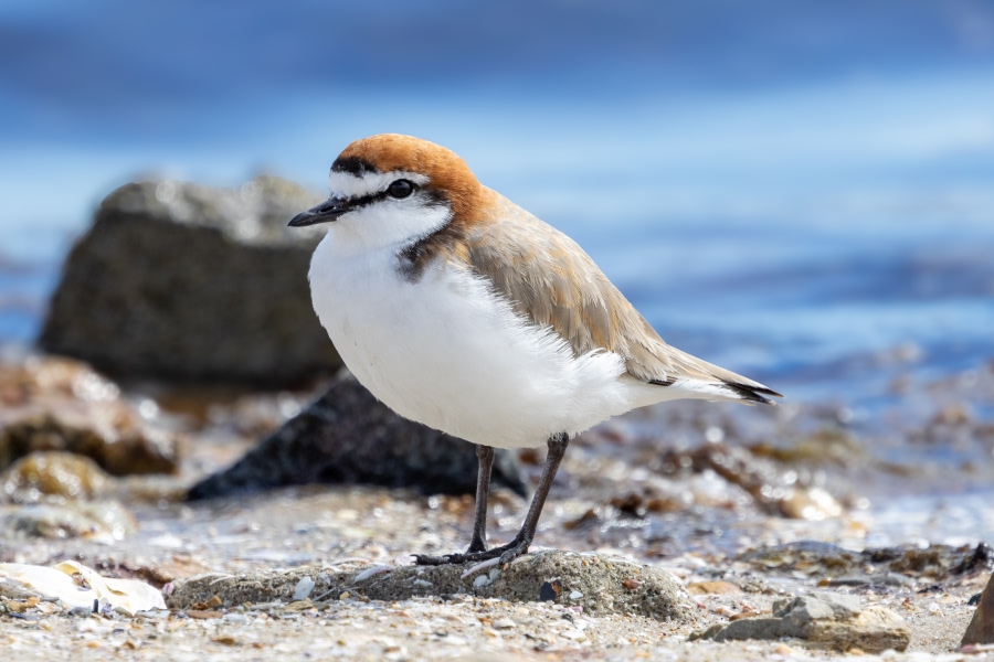 Red-capped plover standing on a rocky beach beside the water.