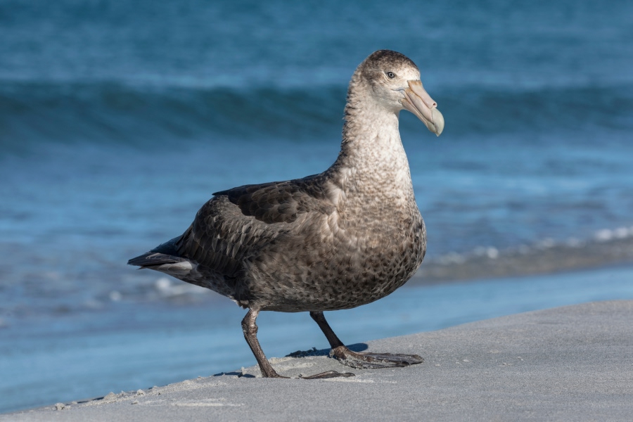 Southern giant petrel standing on a sandy shoreline with blue water in the background.