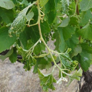 Grapevine shoot with distorted, curled leaves and damaged growth, showing symptoms consistent with herbicide injury.