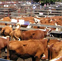 Cattle in pens before or after being transported 