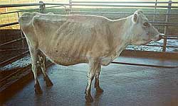 an emaciated cow - a typical sign of BJD