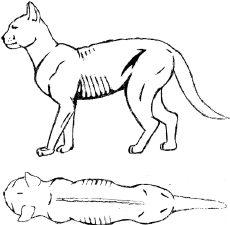 Drawing of a thin cat, description to follow
