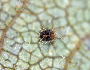 Tiny brown mite with lots of legs crawling on a leaf