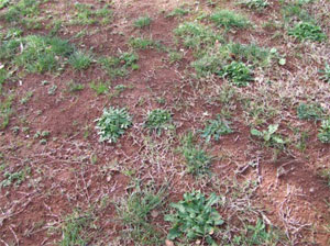 Ryegrass eaten by cockchafer leaving weeds