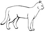 Sketch of cat standing with tail down