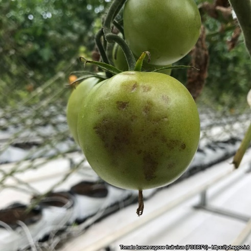 Brown lesions on green tomato fruit