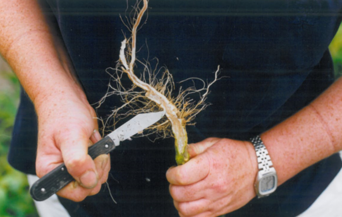 Tap root of a tomato plant showing symptoms of Phytophthora root rot